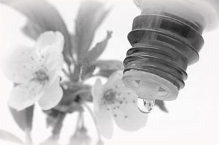 Bachblüten 3 Bachblüten2